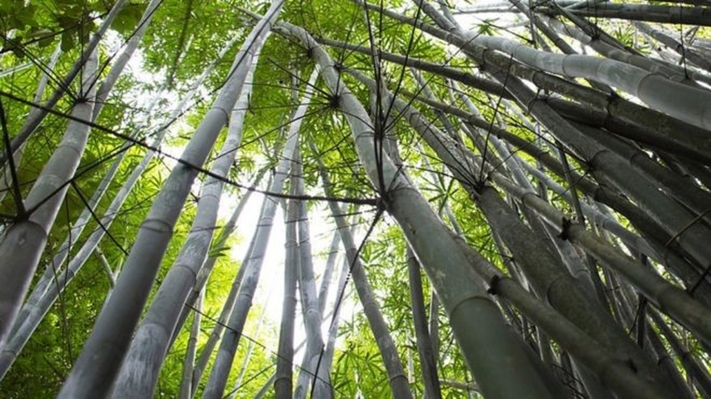 Bambu elétrico: cientistas brasileiros transformam planta em substituta para fios e canos