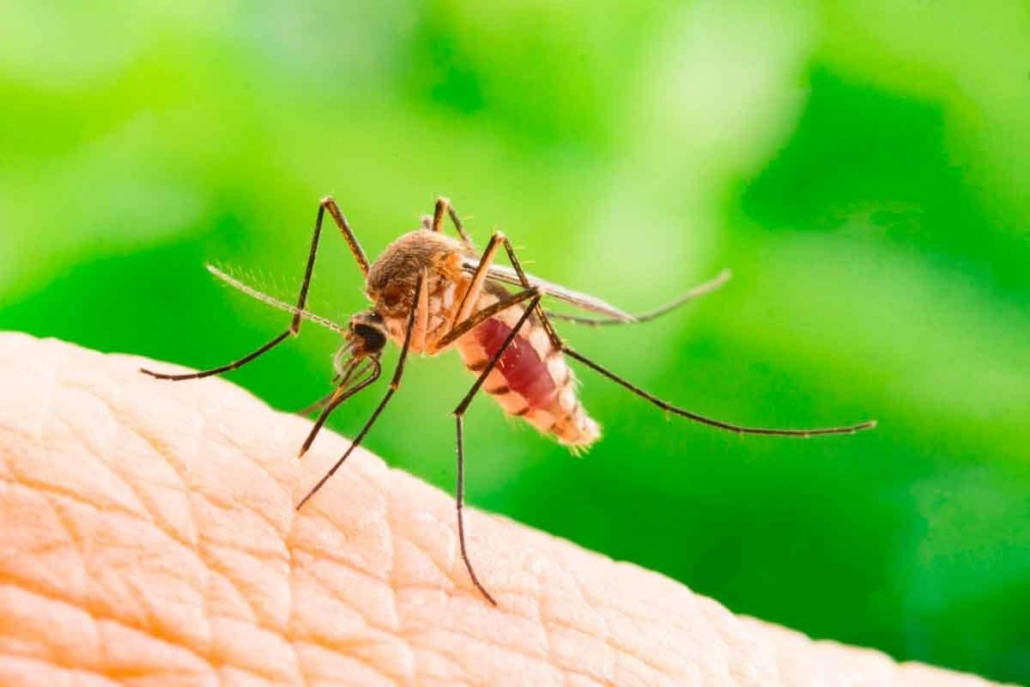 Pesquisadora brasileira cria inseticida natural que mata o mosquito da dengue