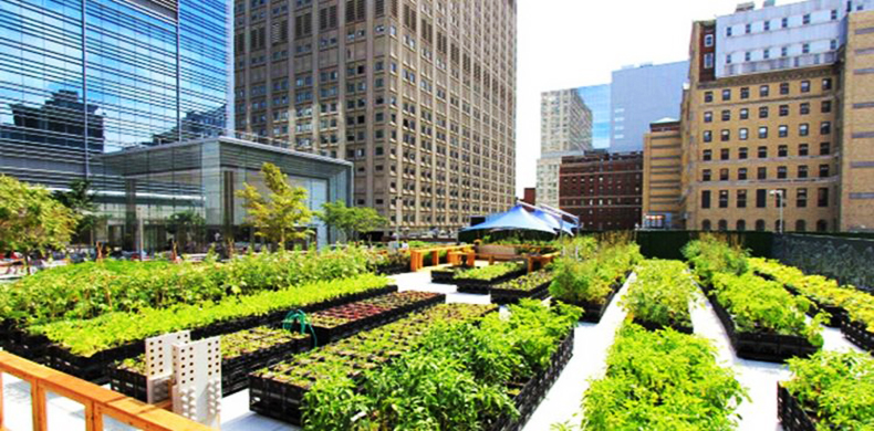 Agricultura urbana orgânica: entenda por que é uma boa ideia