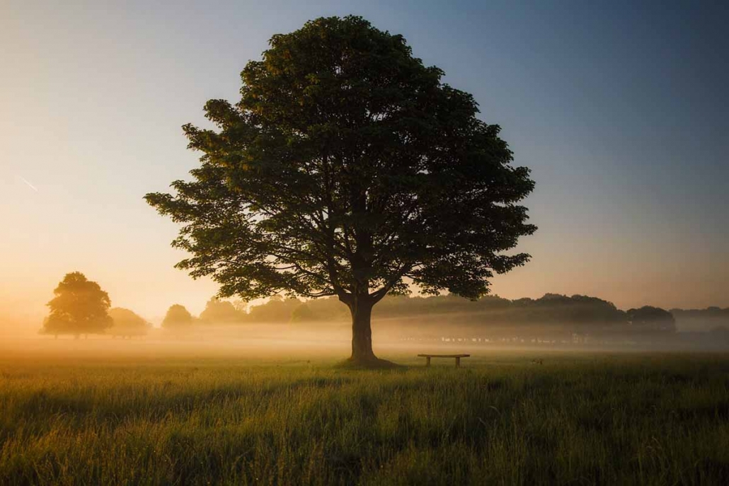 Novo estudo amplia benefícios climáticos das árvores